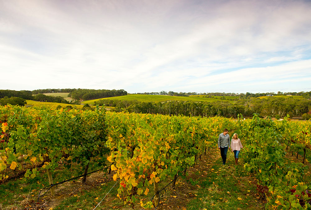 adelaide wine tour bus